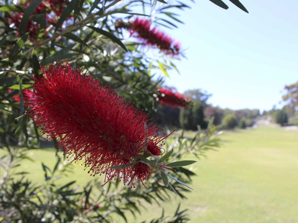 News & Community - North Stradbroke Island Golf Club